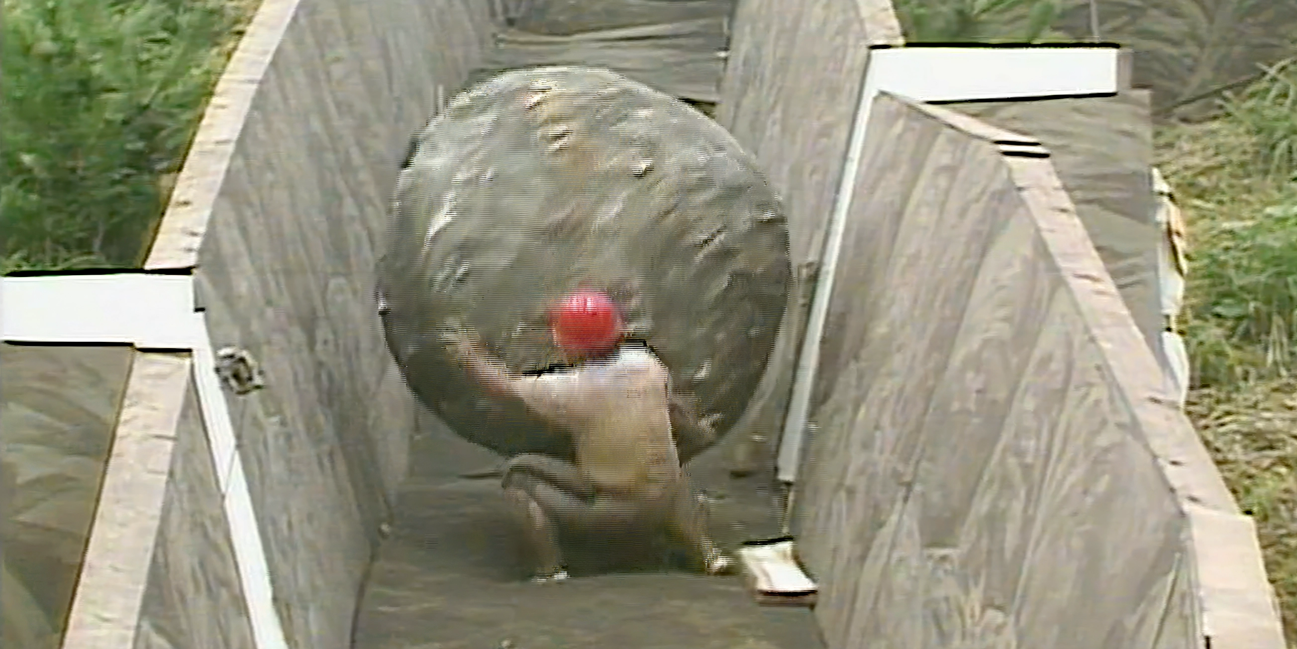 A contestant is hit by a polystyrene boulder